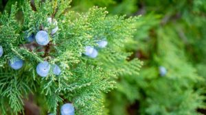 Cypress Tree Green Nature Garden 